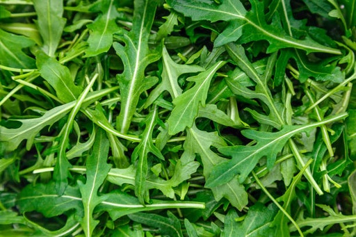 [PFRU00014] Roquette 